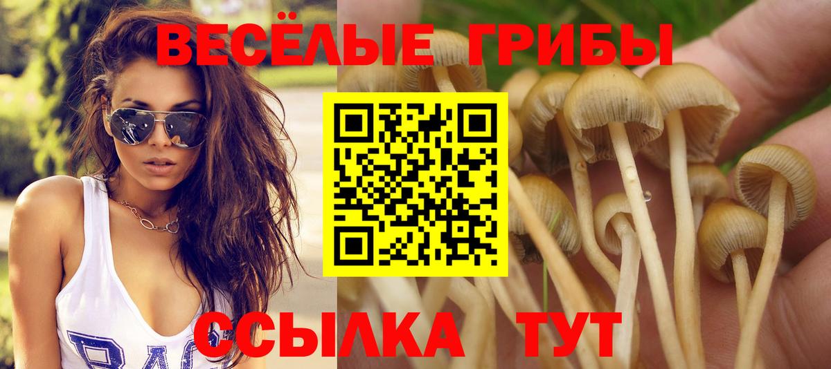 Псилоцибиновые грибы Psilocybine cubensis  Вход с VPN  Галлюциногенные грибы Cubensis  Конаково 